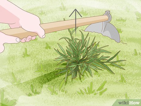 Cómo plantar grass monkey en la entrada de tu auto