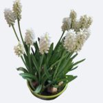 Cómo plantar Jacintos de Uva en macetas de forma adecuada