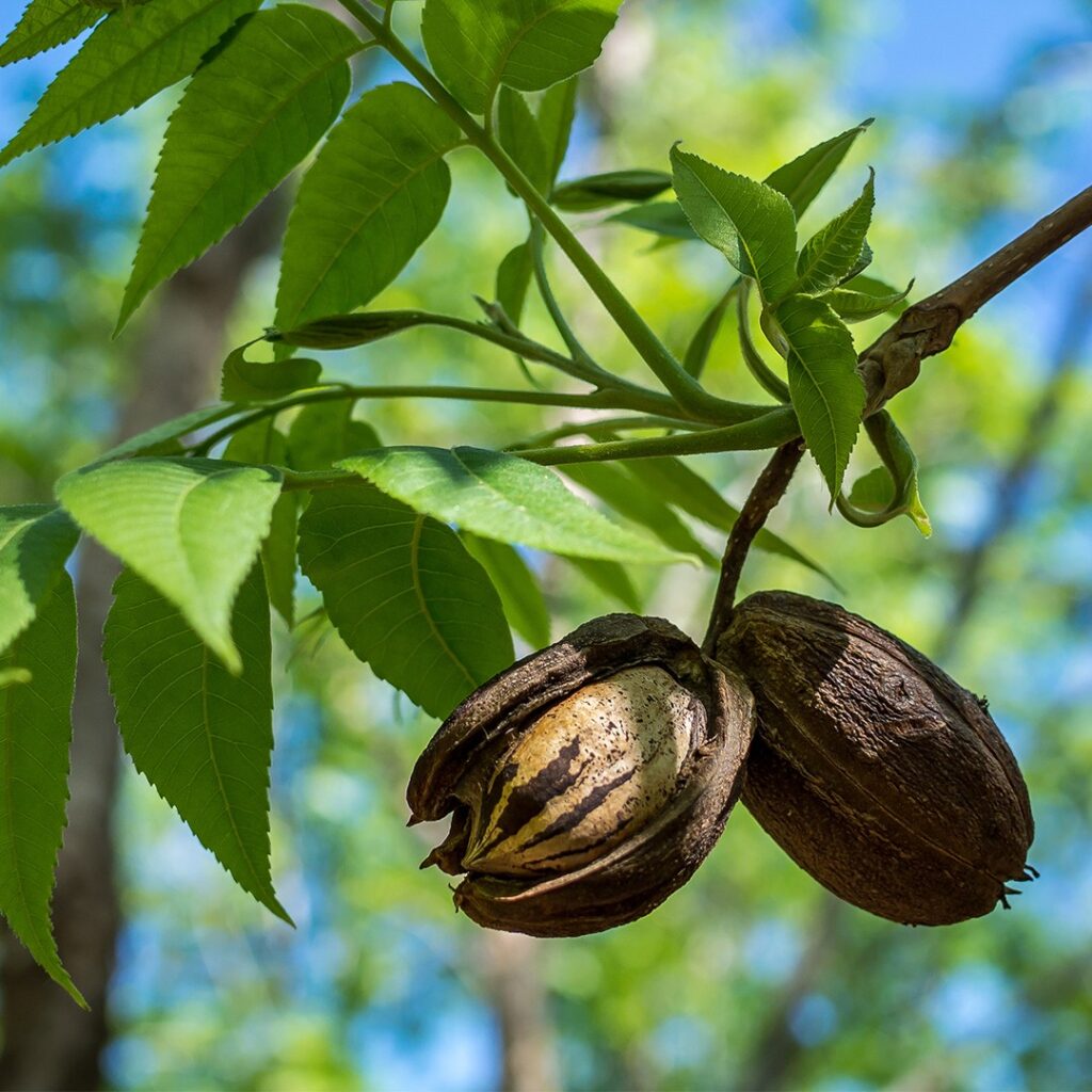 Cómo plantar pacanas y cuidar un árbol de manera adecuada