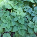 Cómo plantar Pachysandra y favorecer su crecimiento