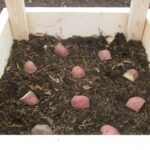 Cómo plantar papas en cajas de paletas en casa