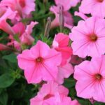 Cómo plantar petunias y qué plantas van bien con ellas