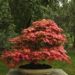 Cómo plantar plántulas de arce en tu jardín
