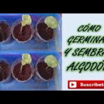 Cómo plantar semillas de algodón efectivamente