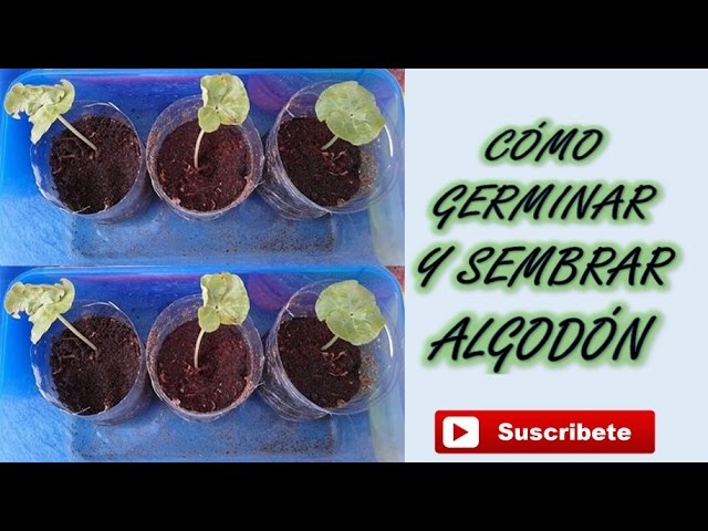 Cómo plantar semillas de algodón efectivamente