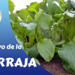 Cómo plantar semillas de borraja y cuidar las plántulas