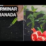 Cómo plantar semillas de granada y cultivar un árbol frutal