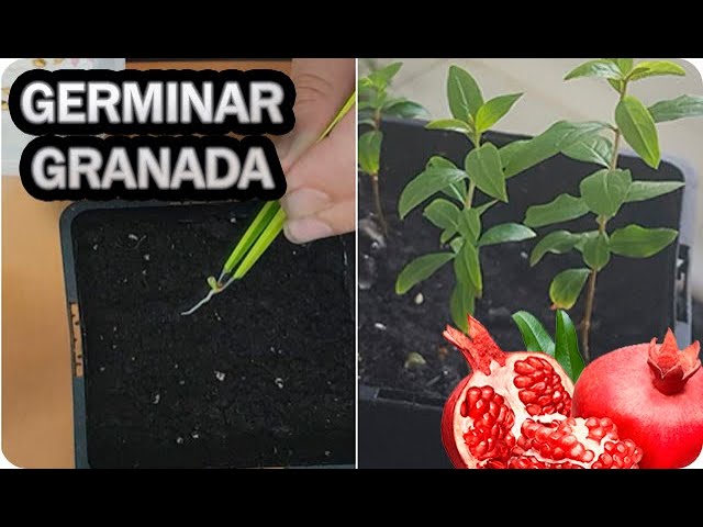 Cómo plantar semillas de granada y cultivar un árbol frutal