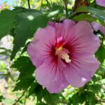 Cómo plantar semillas de Hibisco del Japón (Rose of Sharon)