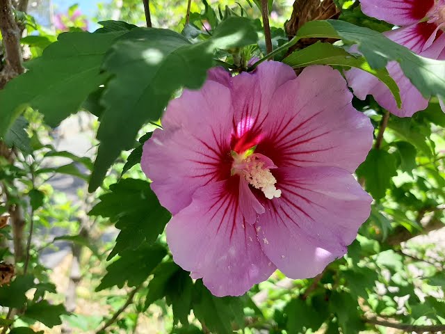Cómo plantar semillas de Hibisco del Japón (Rose of Sharon)