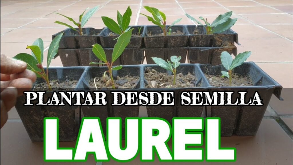Cómo plantar semillas de laurel de montaña desde cero