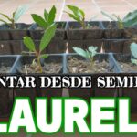Cómo plantar semillas de laurel de montaña desde cero