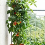 Cómo plantar tomates ciruela en el jardín de forma efectiva