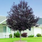 Cómo plantar un árbol de Chokecherry en el paisajismo