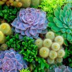Cómo plantar un jardín en un ambiente desértico