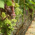 Cómo plantar vides en macetas para cultivar uvas