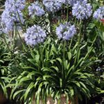 Cómo plantar y cuidar Agapanto en tu jardín de forma eficiente