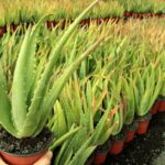 Cómo plantar y cuidar áloe vera en exterior