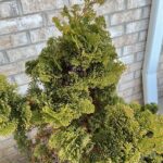 Cómo plantar y cuidar árboles de Golden Cypress con éxito