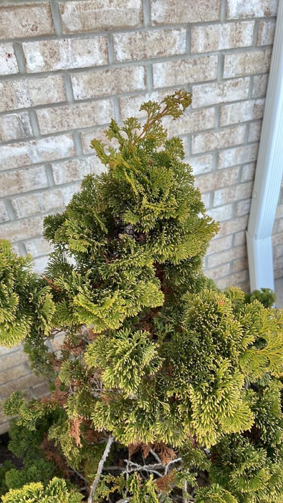 Cómo plantar y cuidar árboles de Golden Cypress con éxito