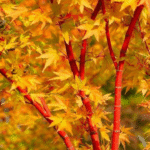 Cómo plantar y cuidar arces japoneses Coral Bark en tu jardín