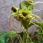 Cómo plantar y cuidar bigotes de gato en tu jardín