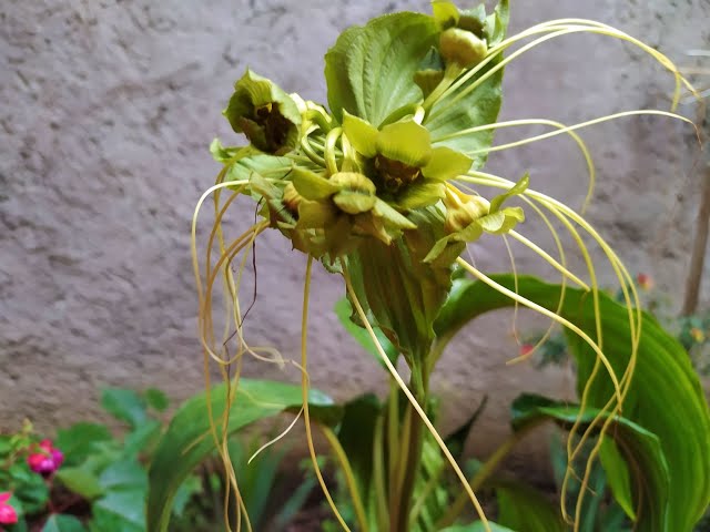 Cómo plantar y cuidar bigotes de gato en tu jardín