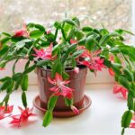 Cómo plantar y cuidar cactus con flores rojas en casa