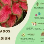 Cómo plantar y cuidar caladios en macetas de forma efectiva