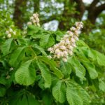 Cómo plantar y cuidar castaños de Indias en tu jardín