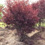 Cómo plantar y cuidar cerezos negros en casa