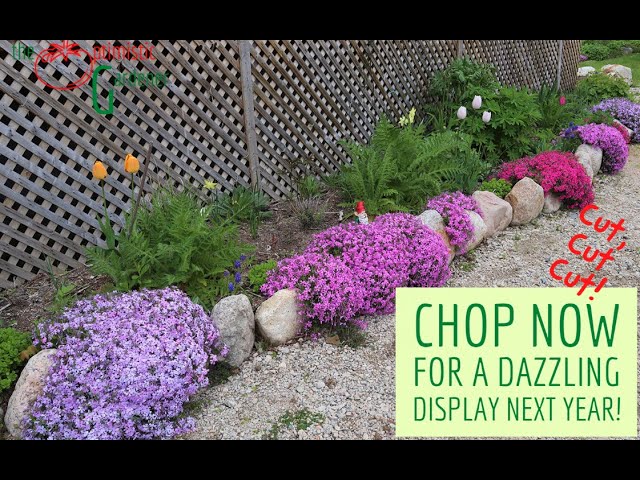 Cómo plantar y cuidar el Trim Creeping Phlox adecuadamente