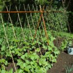 Cómo plantar y cuidar habichuelas yard-long en tu jardín