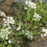 Cómo plantar y cuidar la alcaravea en tu jardín correctamente