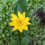 Cómo plantar y cuidar la árnica en tu jardín de forma adecuada