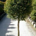 Cómo plantar y cuidar la Eugenia en macetas y jardines