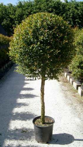 Cómo plantar y cuidar la Eugenia en macetas y jardines