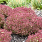 Cómo plantar y cuidar la Perennial Stonecrop en tu jardín