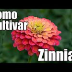 Cómo plantar y cuidar las zinnias mexicanas en tu jardín