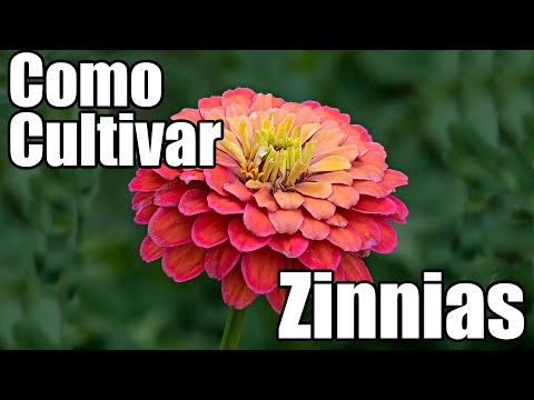 Cómo plantar y cuidar las zinnias mexicanas en tu jardín