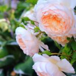 Cómo plantar y cuidar peonías blancas en tu jardín