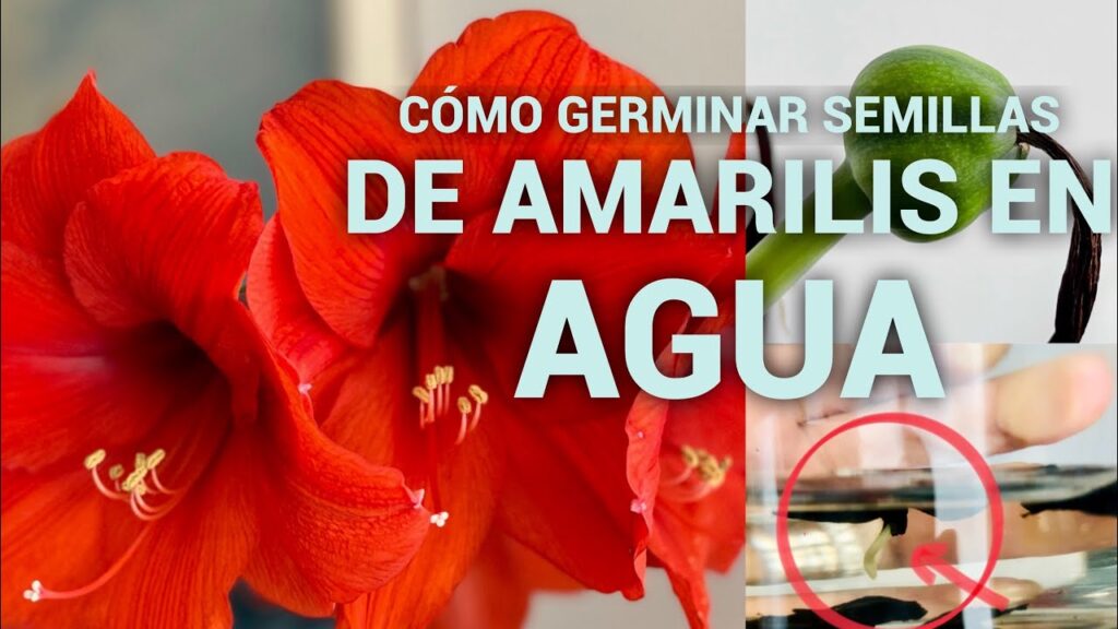 Cómo plantar y cuidar semillas de amaryllis en tu hogar