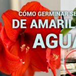 Cómo plantar y cuidar semillas de amaryllis en tu hogar