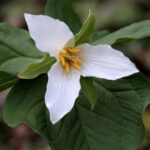 Cómo plantar y cuidar Trillium silvestres en tu jardín