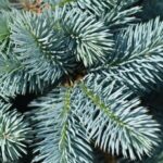 Cómo plantar y cuidar un Abeto Blanco en tu jardín