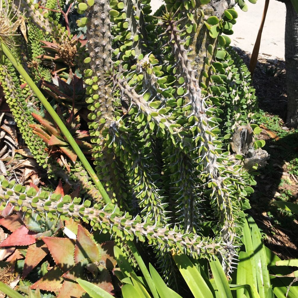 Cómo plantar y cuidar un ocotillo en el jardín