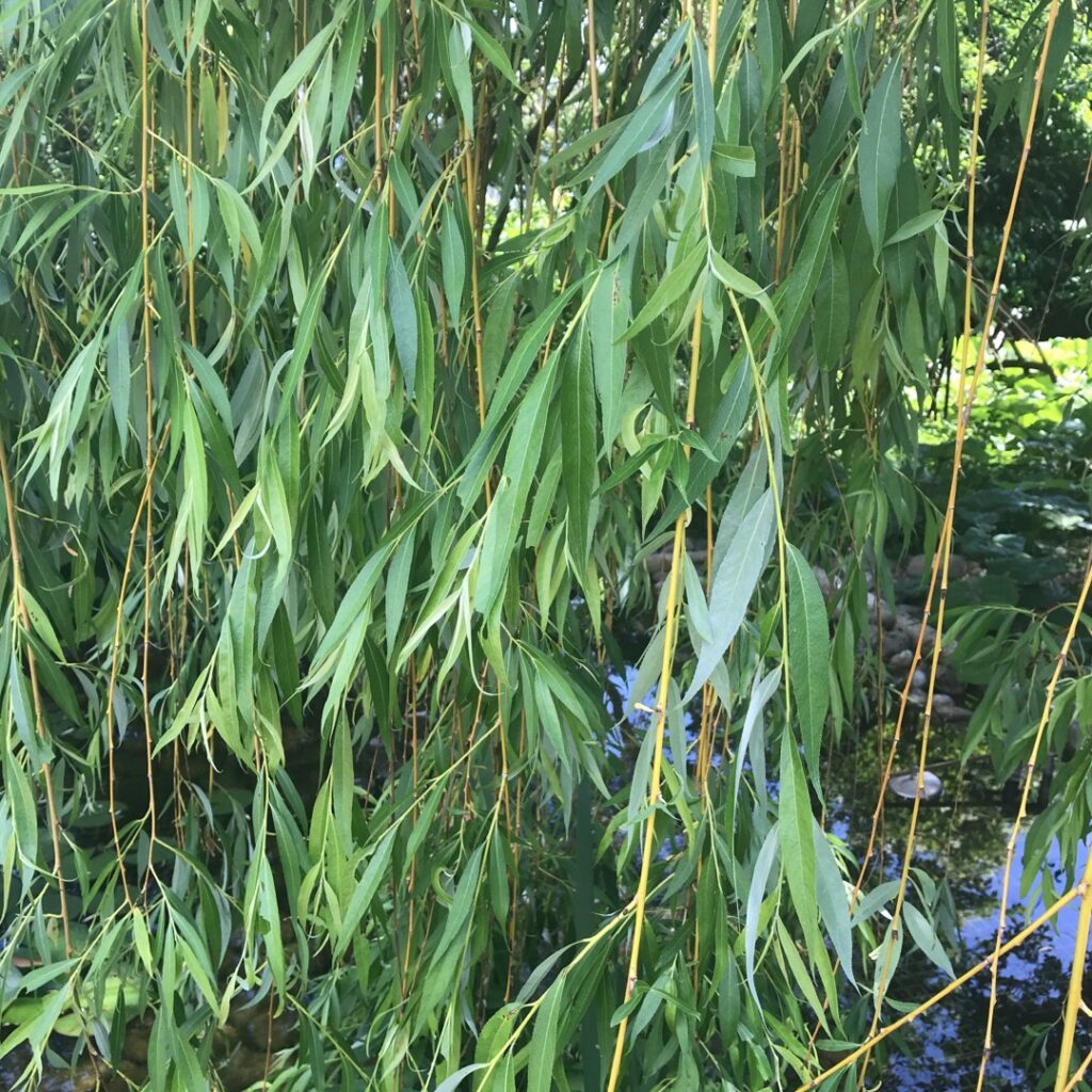 Cómo plantar y cuidar una cerca de sauce en tu jardín