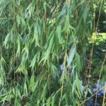 Cómo plantar y cuidar una cerca de sauce en tu jardín