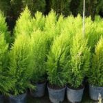 Cómo plantar y cuidar viburnos enanos en el jardín