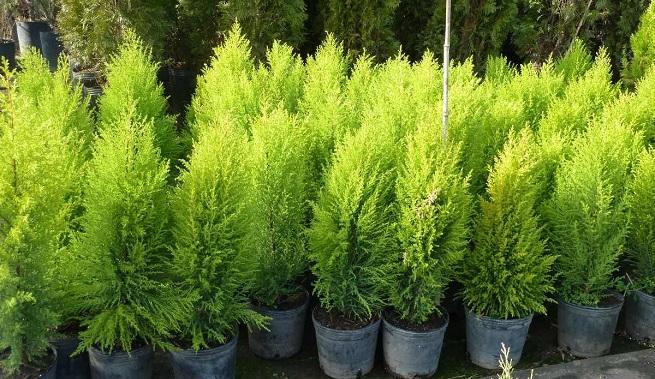 Cómo plantar y cuidar viburnos enanos en el jardín